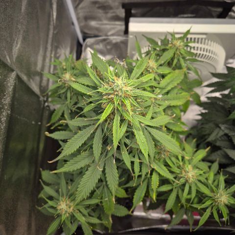 Sami - BCN Critical XXL growlog timeline photo