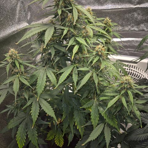 Sami - BCN Critical XXL growlog timeline photo