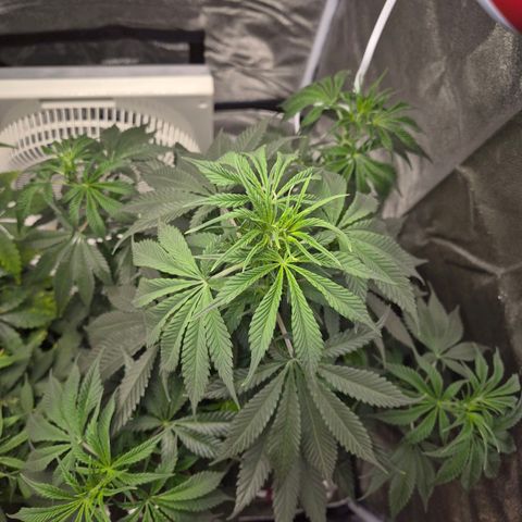  Kuhli - BCN Critical XXL growlog timeline photo