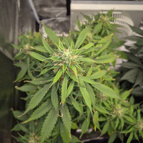 Sami - BCN Critical XXL growlog timeline photo