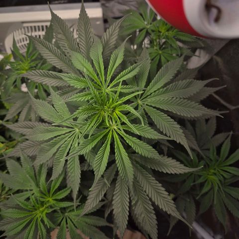  Kuhli - BCN Critical XXL growlog timeline photo