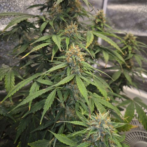 Sami - BCN Critical XXL growlog timeline photo