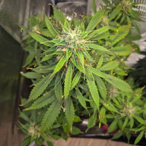 Sami - BCN Critical XXL growlog timeline photo