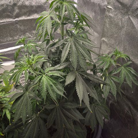  Kuhli - BCN Critical XXL growlog timeline photo