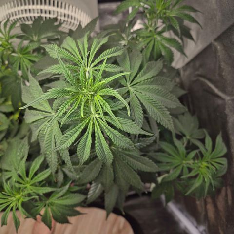  Kuhli - BCN Critical XXL growlog timeline photo