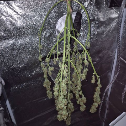 Sami - BCN Critical XXL growlog timeline photo