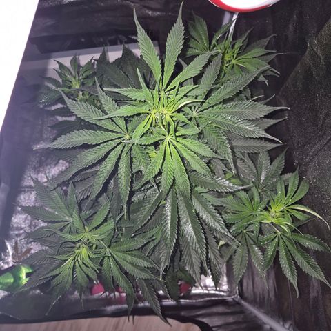  Kuhli - BCN Critical XXL growlog timeline photo