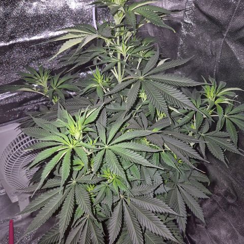  Kuhli - BCN Critical XXL growlog timeline photo