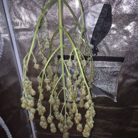 Sami - BCN Critical XXL growlog timeline photo
