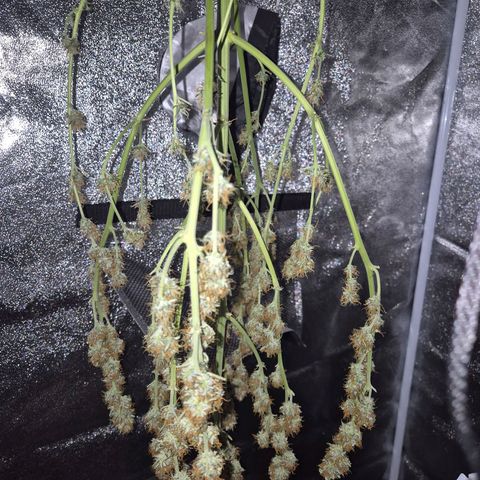 Sami - BCN Critical XXL growlog timeline photo