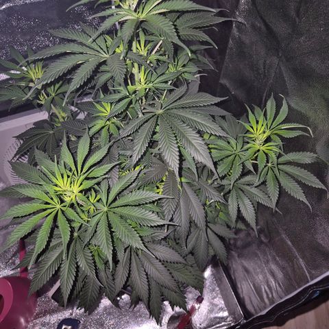  Kuhli - BCN Critical XXL growlog timeline photo
