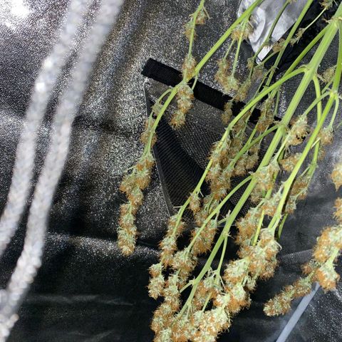 Sami - BCN Critical XXL growlog timeline photo