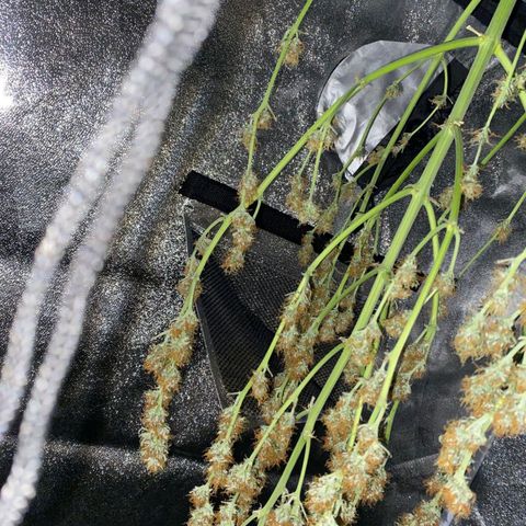 Sami - BCN Critical XXL growlog timeline photo