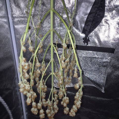Sami - BCN Critical XXL growlog timeline photo