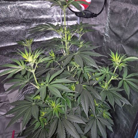  Kuhli - BCN Critical XXL growlog timeline photo