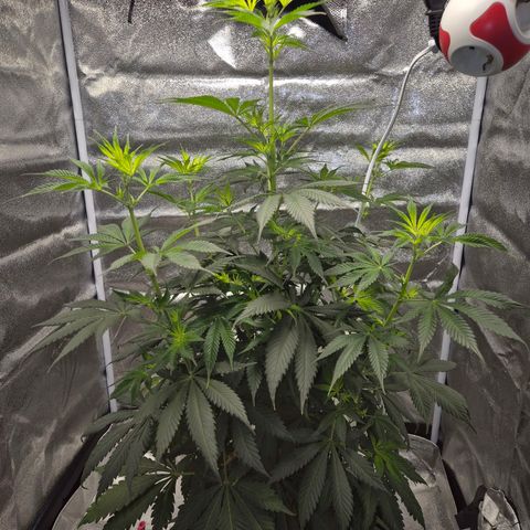  Kuhli - BCN Critical XXL growlog timeline photo