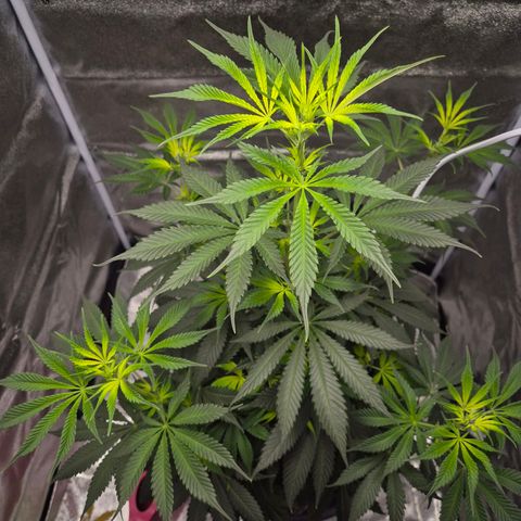  Kuhli - BCN Critical XXL growlog timeline photo