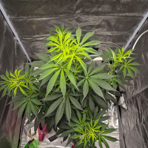  Kuhli - BCN Critical XXL growlog timeline photo