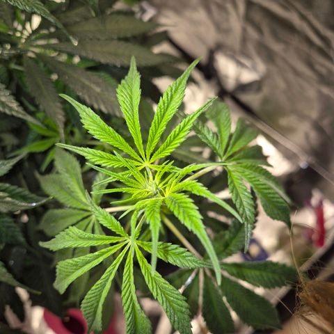  Kuhli - BCN Critical XXL growlog timeline photo