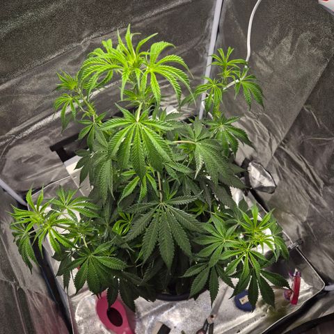  Kuhli - BCN Critical XXL growlog timeline photo