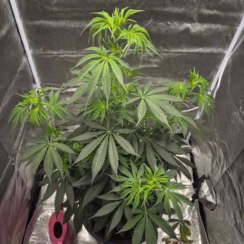  Kuhli - BCN Critical XXL growlog timeline photo