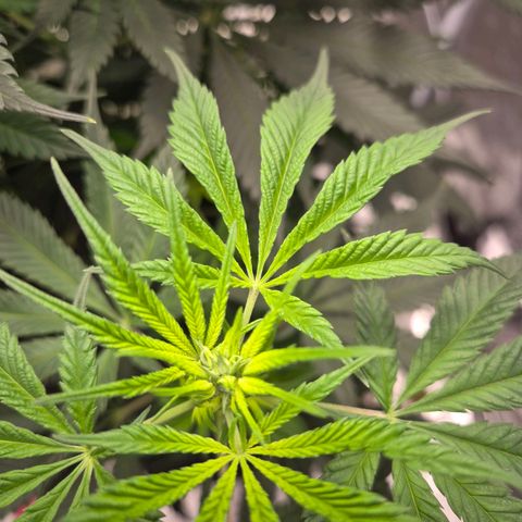  Kuhli - BCN Critical XXL growlog timeline photo