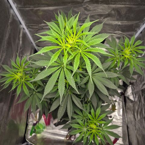  Kuhli - BCN Critical XXL growlog timeline photo
