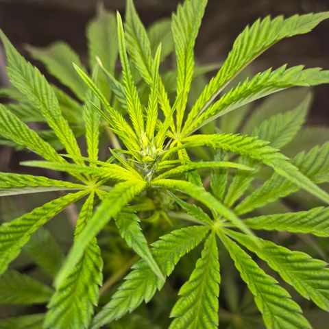  Kuhli - BCN Critical XXL growlog timeline photo