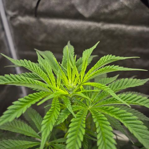  Kuhli - BCN Critical XXL growlog timeline photo