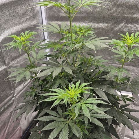  Kuhli - BCN Critical XXL growlog timeline photo