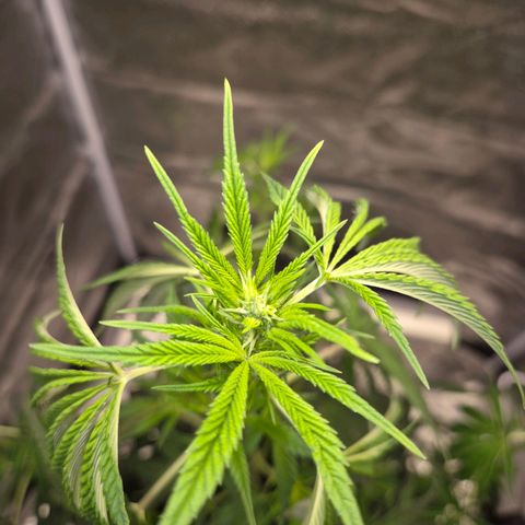  Kuhli - BCN Critical XXL growlog timeline photo