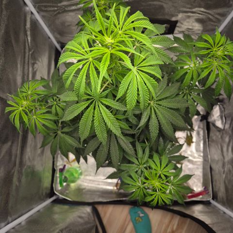  Kuhli - BCN Critical XXL growlog timeline photo