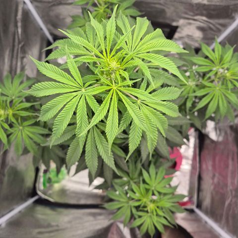  Kuhli - BCN Critical XXL growlog timeline photo