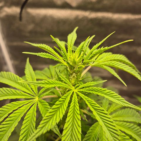  Kuhli - BCN Critical XXL growlog timeline photo