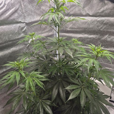  Kuhli - BCN Critical XXL growlog timeline photo