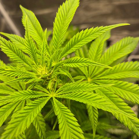  Kuhli - BCN Critical XXL growlog timeline photo