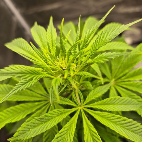  Kuhli - BCN Critical XXL growlog timeline photo