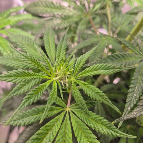  Kuhli - BCN Critical XXL growlog timeline photo