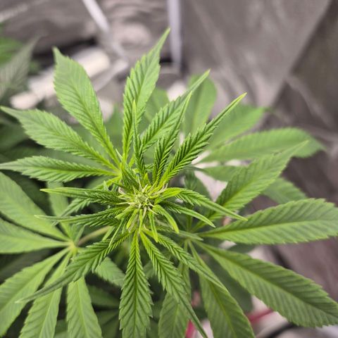  Kuhli - BCN Critical XXL growlog timeline photo