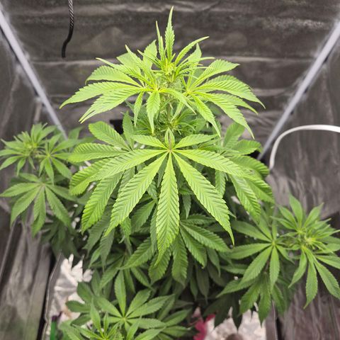  Kuhli - BCN Critical XXL growlog timeline photo