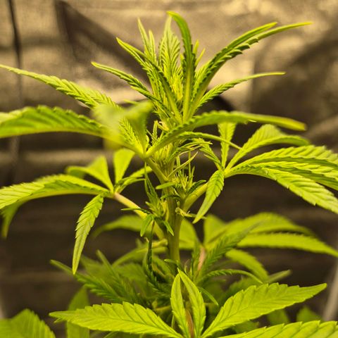 Kuhli - BCN Critical XXL growlog timeline photo