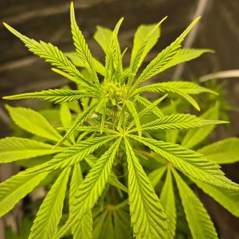  Kuhli - BCN Critical XXL growlog timeline photo
