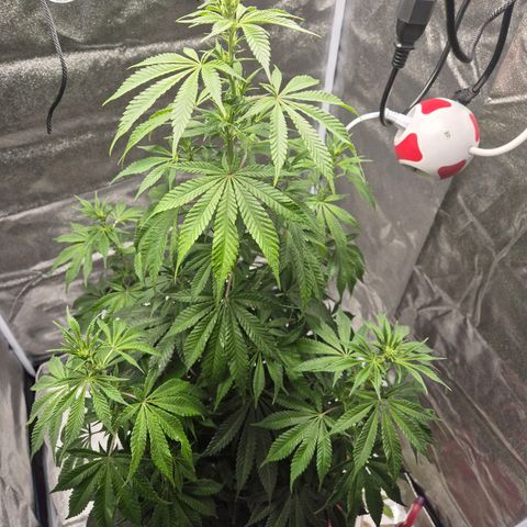  Kuhli - BCN Critical XXL growlog timeline photo