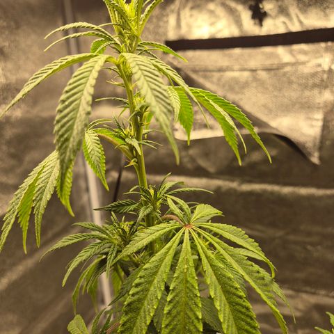  Kuhli - BCN Critical XXL growlog timeline photo