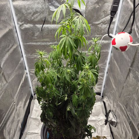  Kuhli - BCN Critical XXL growlog timeline photo