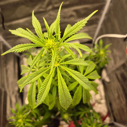  Kuhli - BCN Critical XXL growlog timeline photo