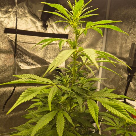  Kuhli - BCN Critical XXL growlog timeline photo