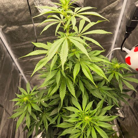  Kuhli - BCN Critical XXL growlog timeline photo