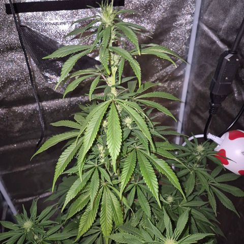  Kuhli - BCN Critical XXL growlog timeline photo