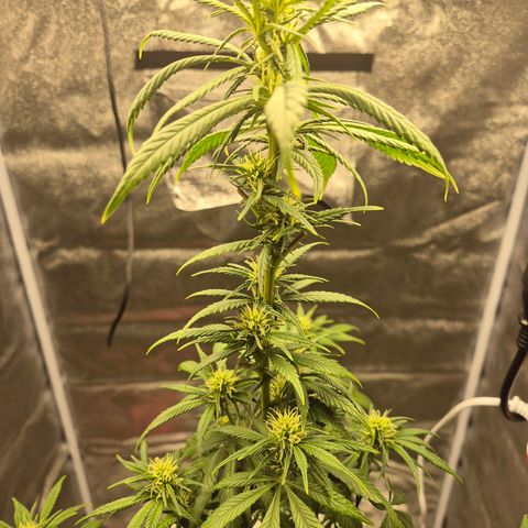  Kuhli - BCN Critical XXL growlog timeline photo